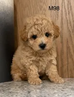 Brick , a male Maltipoo for sale in West Point, IA – 4 of 10