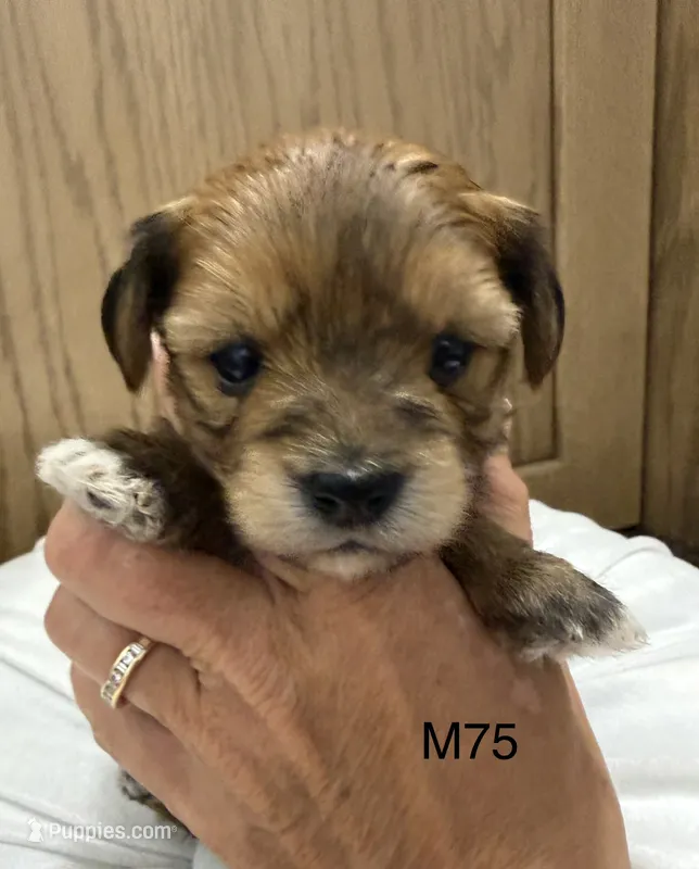 Blaze – Yorkipoo puppy for sale in West Point, IA