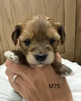 Blaze, a male Yorkipoo for sale in West Point, IA – 1 of 10