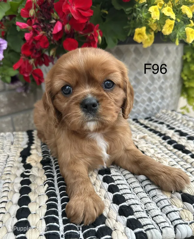 Ruby – Cavalier King Charles Spaniel puppy for sale in West Point, IA