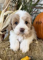 Gracie , a female Cockapoo for sale in West Point, IA – 2 of 10