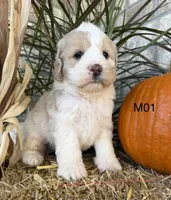 Finn, a male Cockapoo for sale in West Point, IA – 8 of 10