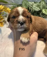 Bella, a female Cavalier King Charles Spaniel for sale in West Point, IA – 5 of 6