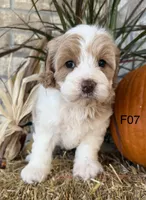 Gracie , a female Cockapoo for sale in West Point, IA – 6 of 10