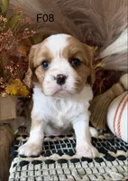Mia, a female Cavalier King Charles Spaniel for sale in West Point, IA – 7 of 7