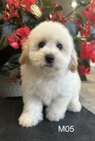 Hank, a male Maltipoo for sale in West Point, IA – 8 of 10