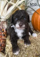 Otis, a male Poodle - Miniature  for sale in West Point, IA – 4 of 10