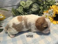 Milo, a male Cavalier King Charles Spaniel for sale in West Point, IA – 4 of 8