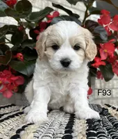 Nicki, a female Cavachon for sale in West Point, IA – 5 of 10
