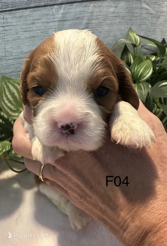 Luna – Cavalier King Charles Spaniel puppy for sale in West Point, IA