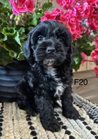 Lola, a female Cockapoo for sale in West Point, IA – 5 of 10