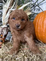 Bella, a female Poodle - Miniature  for sale in West Point, IA – 6 of 10