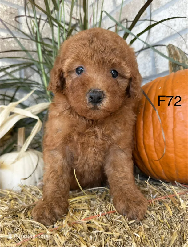 Mary – Poodle - Miniature  puppy for sale in West Point, IA