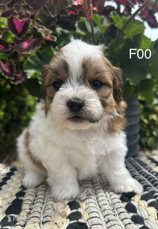 Mary – Bichon Frise, Shih Tzu puppy for sale in West Point, IA
