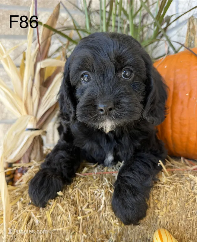 Amber – Cockapoo puppy for sale in West Point, IA
