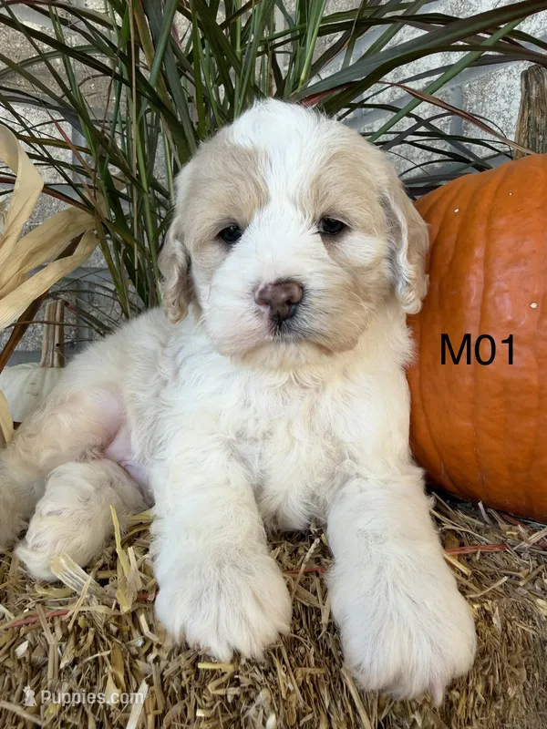Finn – Cockapoo puppy for sale in West Point, IA