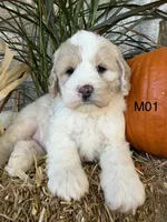 Finn, a male Cockapoo for sale in West Point, IA – 1 of 10