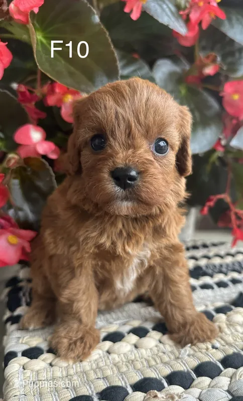 Penny – Cavapoo puppy for sale in West Point, IA