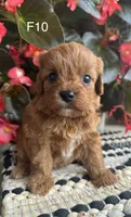 Penny, a female Cavapoo for sale in West Point, IA – 1 of 10