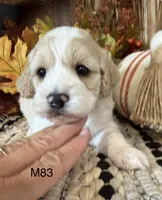 Oakley, a male Cockapoo for sale in West Point, IA – 3 of 8