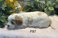 Willow, a female Cavachon for sale in West Point, IA – 8 of 8