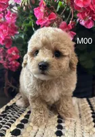 Duke, a male Maltipoo for sale in West Point, IA – 9 of 10
