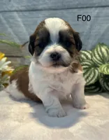 Mary, a female Bichon Frise and Shih Tzu for sale in West Point, IA – 4 of 8