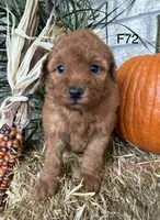 Mary, a female Poodle - Miniature  for sale in West Point, IA – 7 of 10