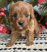 Penny, a female Cavapoo for sale in West Point, IA – 8 of 10