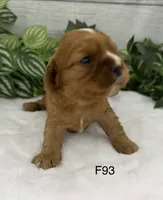 Lilly, a female Cavalier King Charles Spaniel for sale in West Point, IA – 6 of 7