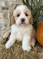 Toby, a male Cockapoo for sale in West Point, IA – 8 of 10