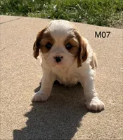 Cooper , a male Cavalier King Charles Spaniel for sale in West Point, IA – 3 of 10