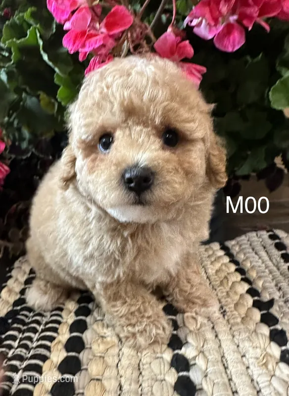 Duke – Maltipoo puppy for sale in West Point, IA