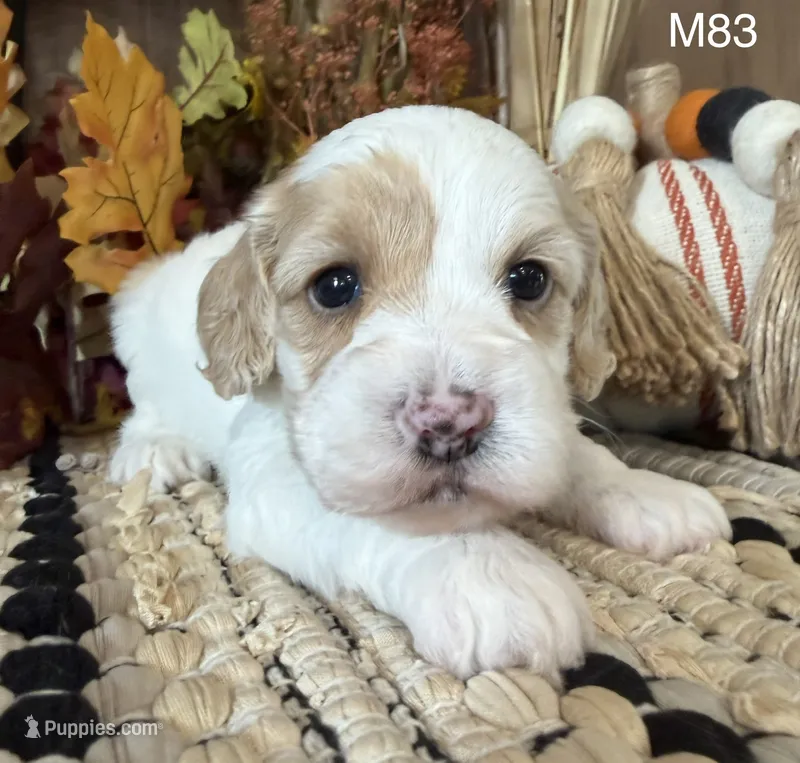 Kayce – Cockapoo puppy for sale in West Point, IA