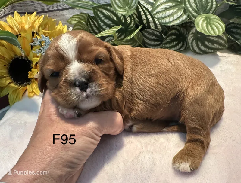 Bella – Cavalier King Charles Spaniel puppy for sale in West Point, IA
