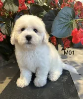 Frank, a male Maltipoo for sale in West Point, IA – 8 of 10