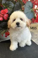 Hank, a male Maltipoo for sale in West Point, IA – 3 of 10