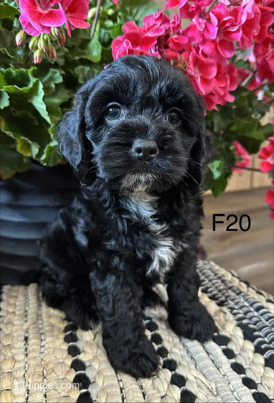 Lola – Cockapoo puppy for sale in West Point, IA