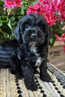 Lola, a female Cockapoo for sale in West Point, IA – 1 of 10