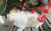 Ellie, a female Cavachon for sale in West Point, IA – 9 of 10