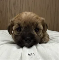 Rocky, a male Yorkipoo for sale in West Point, IA – 7 of 10