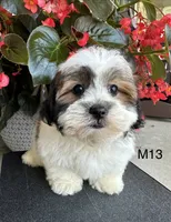 Max, a male Maltipoo for sale in West Point, IA – 1 of 10