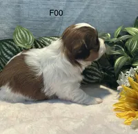 Mary, a female Bichon Frise and Shih Tzu for sale in West Point, IA – 5 of 8