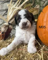 Zeus, a male Poodle - Miniature  for sale in West Point, IA – 2 of 10