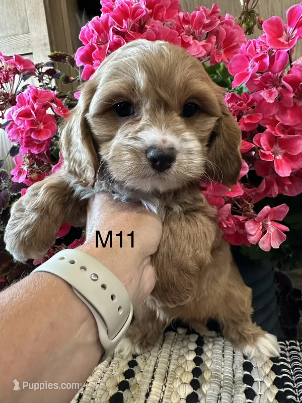 Cooper  – Cockapoo puppy for sale in West Point, IA