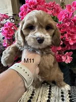 Cooper , a male Cockapoo for sale in West Point, IA – 1 of 10