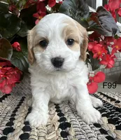 Ellie, a female Cavachon for sale in West Point, IA – 6 of 10