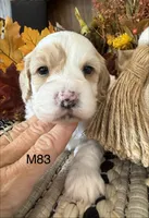 Kayce, a male Cockapoo for sale in West Point, IA – 7 of 8