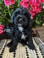 Lola, a female Cockapoo for sale in West Point, IA – 4 of 10