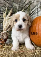 Hunter, a male Cockapoo for sale in West Point, IA – 8 of 10